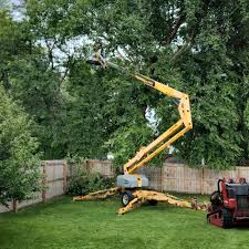 Best Stump Grinding and Removal  in University Place, WA