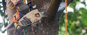 Best Firewood Processing and Delivery  in University Place, WA