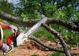 Best Tree Cabling and Bracing  in University Place, WA