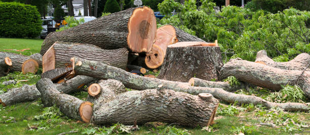 Best Tree Preservation Services  in University Place, WA