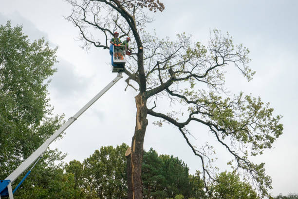 Seasonal Cleanup (Spring/Fall) in University Place, WA