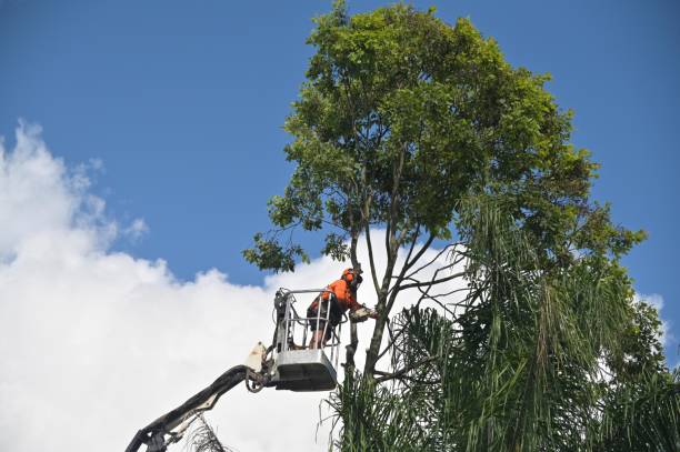 Pest Control for Lawns in University Place, WA