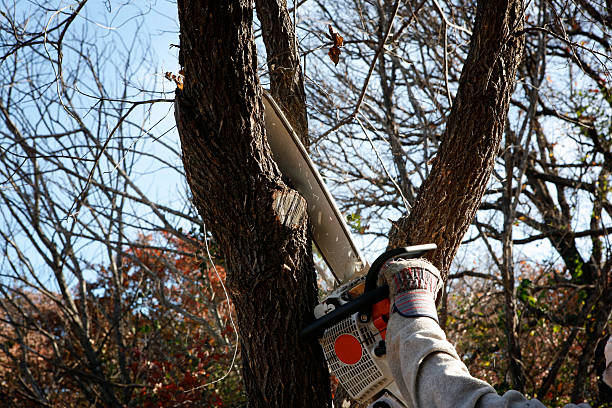 How Our Tree Care Process Works  in  University Place, WA